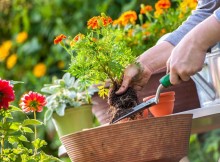 Bricolaje y jardinería: cómo hacer un jardín en casa