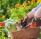 Bricolaje y jardinería: cómo hacer un jardín en casa