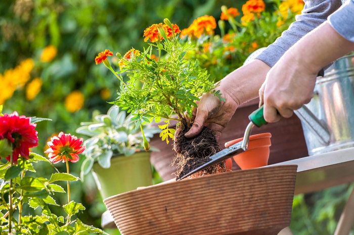 Herramientas de jardinería - Bricolaje y Decoración