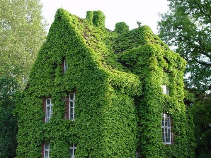 Construcción de casas ecológicas con paredes y techos verdes