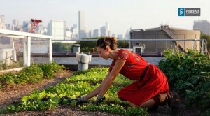 Agricultura urbana en México| Crea tu propia granja urbana