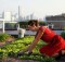 Agricultura urbana en México| Crea tu propia granja urbana
