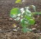 Cómo plantar un árbol para mejorar tu barrio