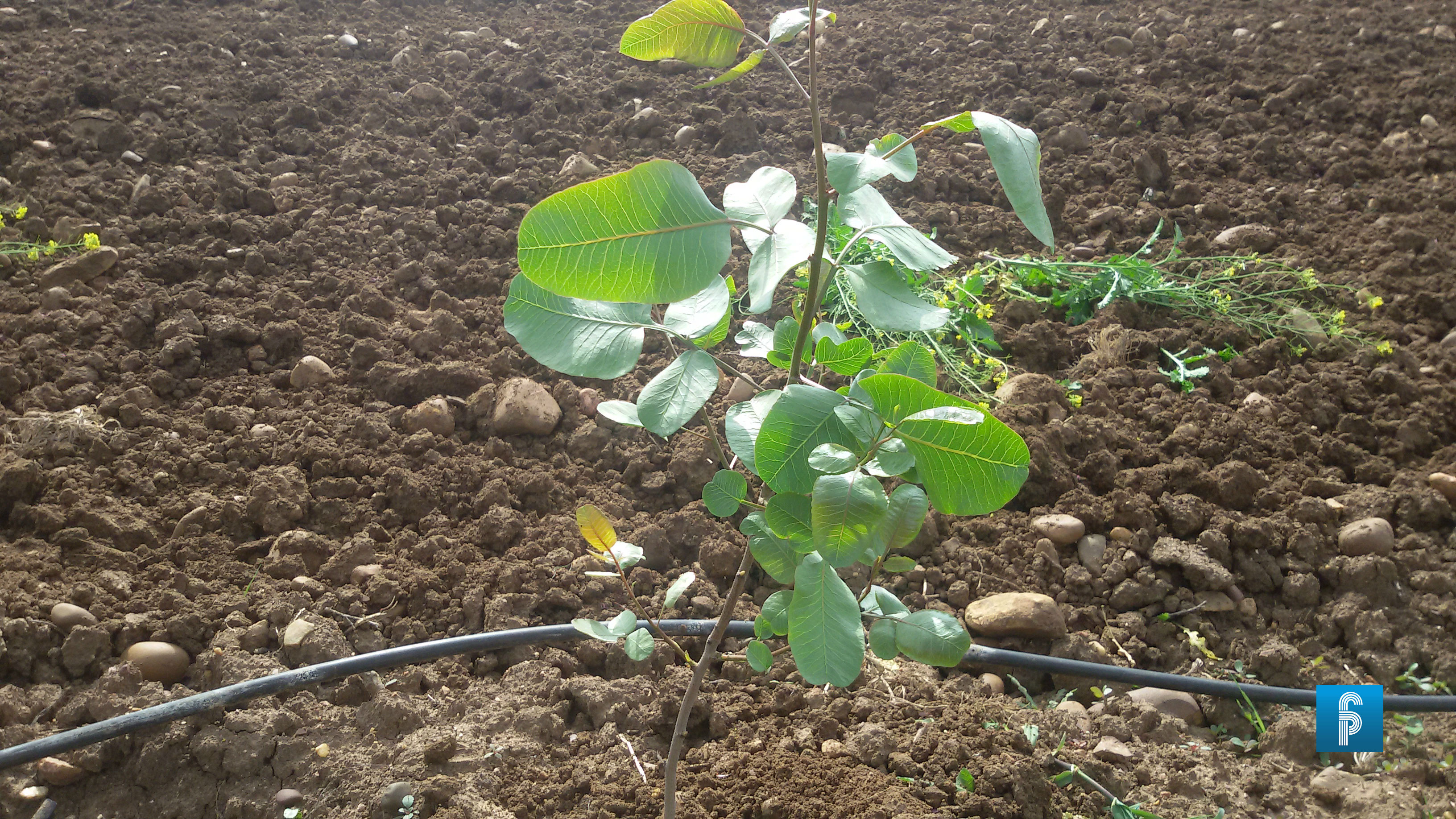 Cómo plantar un árbol para mejorar tu barrio