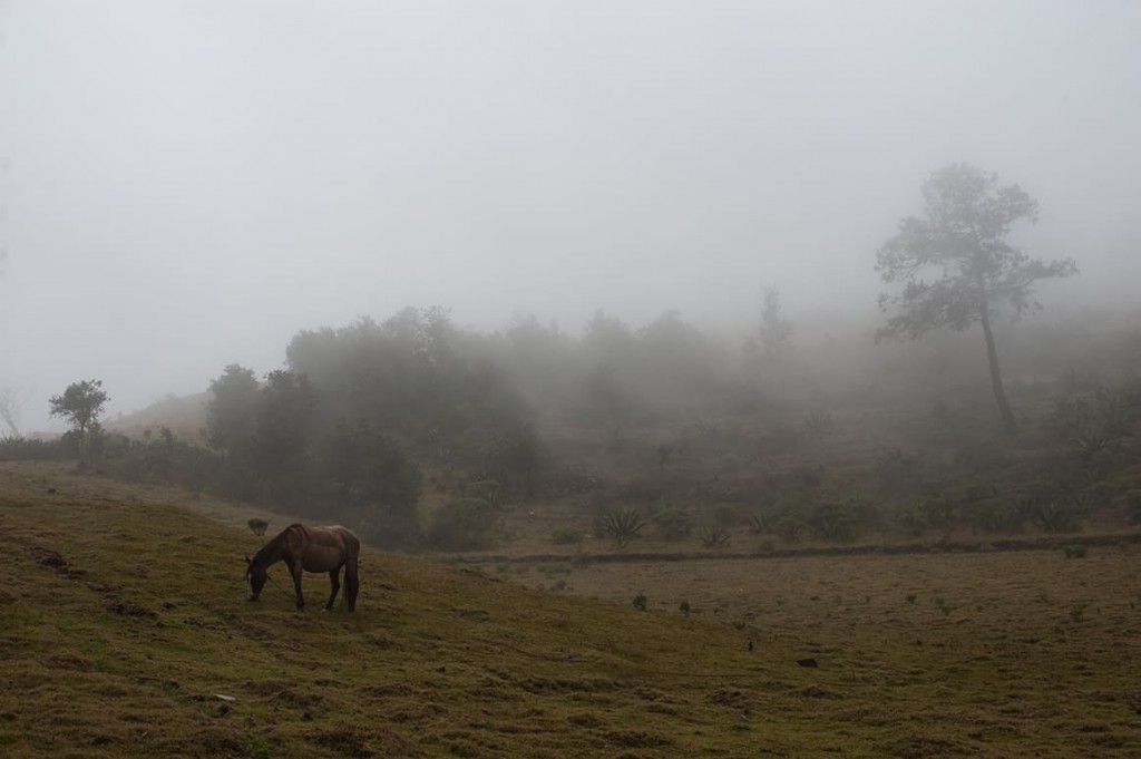 DSC_8509-2