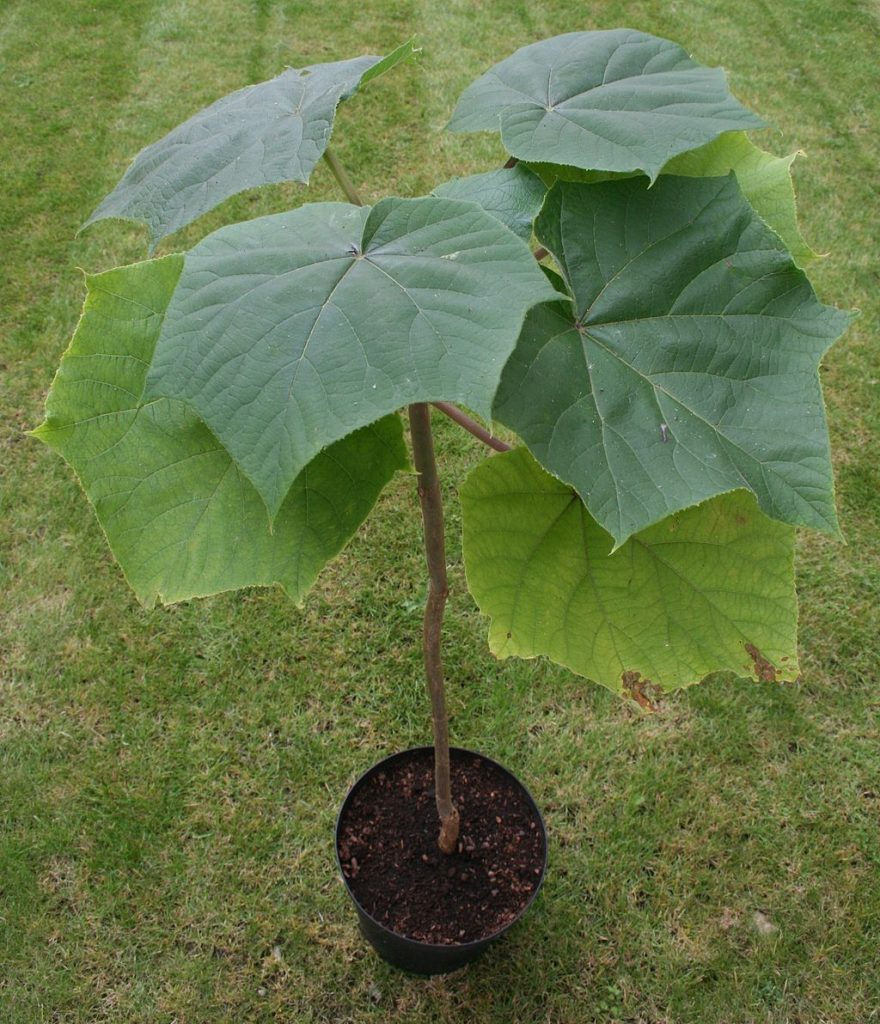 paulownia joven