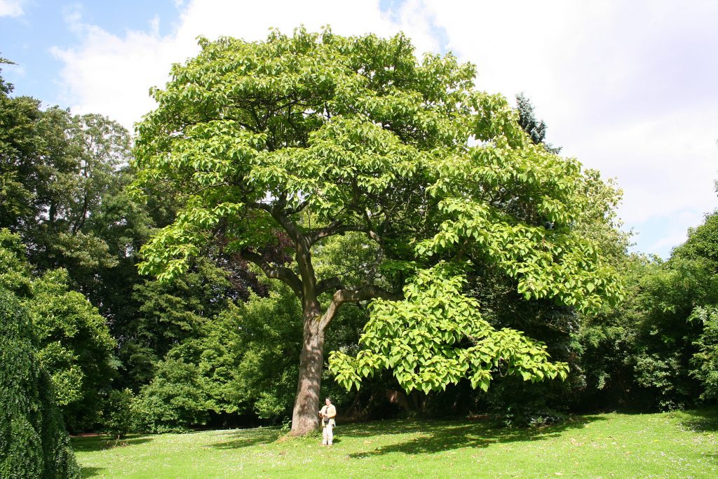 PAULOWNIA ADULTA